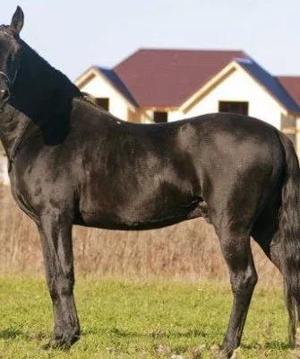 Карачевская лошадь