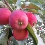 Алтайское багряное