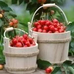 Сбор урожая