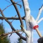 Побелка дерева