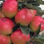 Сорт Валюта