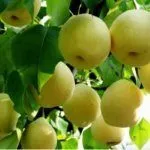 Сорт Хрустальная