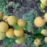 Золотой шар