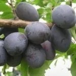 Сорт Ажанская