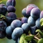 Сорт Обыкновенная