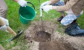 Посадка саженца