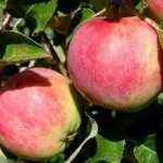 Сорт Сурхурай