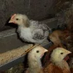 Кормление молодых курочек