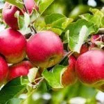 Сорт Анис пурпуровый