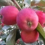 Сорт Сувенир Алтая