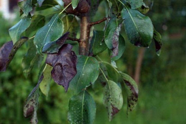 болезни листьев груши описание с фотографиями