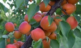 Абрикос Краснощекий