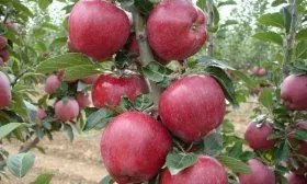 Сорт яблони Ред Чиф