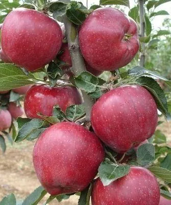 Сорт яблони Ред Чиф