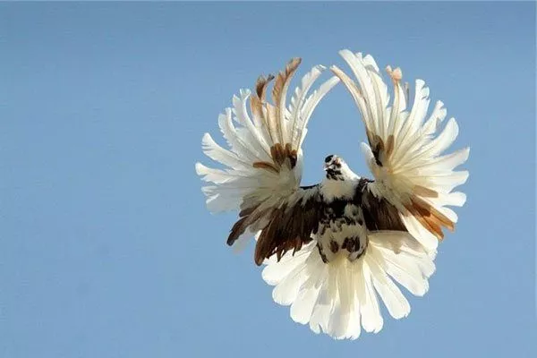 Полет серпатого голубя