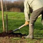 Посадка саженца