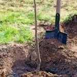 Посадка саженца