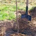 Посадка саженца