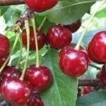 Вишня Зимний гранат