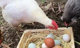 Яичные породы кур