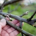 Прививка яблони