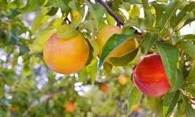 Персиковая слива