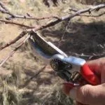 Обрезка дерева