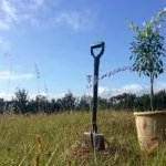 Посадка саженца