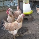 Кормление кур