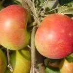 Сорт Миасское