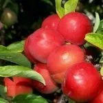 Сорт Неженка