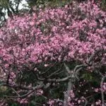 Цветение китайской сливы