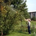 Обработка от вредителей