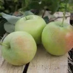 Сорт Таватуй