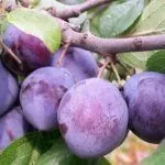 Сорт Московская