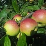 Сорт Юный натуралист