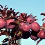 Орловский сувенир