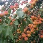 Сорт Краснощёкий