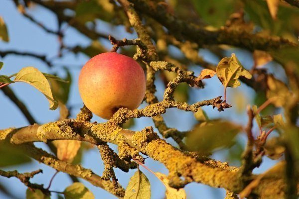 Болезнь листьев яблони фото и борьба с ними