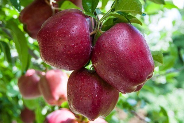 apple crop