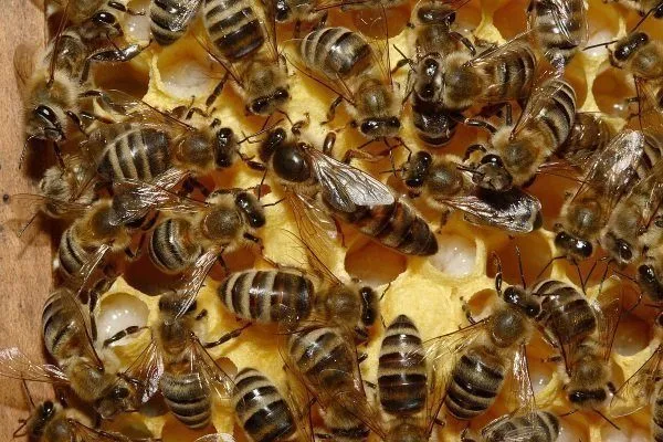 Матка пчелиная