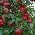 Сорт Боровинка