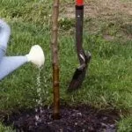 Посадка дерева