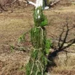 Подготовка дерева к зиме