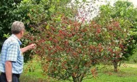 Карликовая вишни