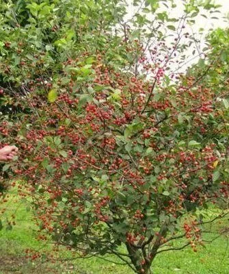 Карликовая вишни