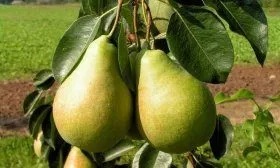 Сорт Просто Мария