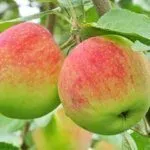 Сорт Мельба