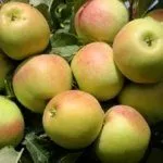 Сорт Заря Алатау