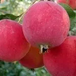 Сорт Горноалтайское